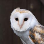 first-ever-barn-owl-chicks-hatch-in-calblanque-regional-park-breakthrough