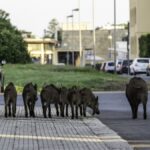 why-catalonia-is-paying-hunters
