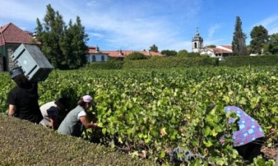 king-of-wines:-portugal’s-little-known-dao-region-is-a-‘classic-with-a-new-soul’