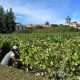 king-of-wines:-portugal’s-little-known-dao-region-is-a-‘classic-with-a-new-soul’