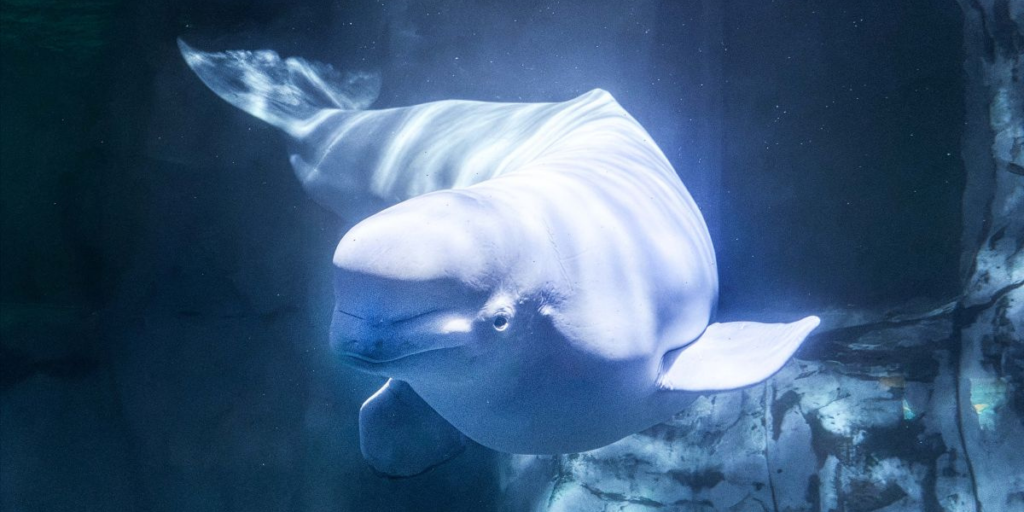 Beluga dies suddenly at Spain aquarium after Canada relocation
