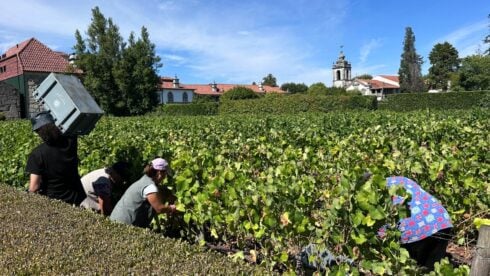 Dão, Portugal. Credit: The Olive Press