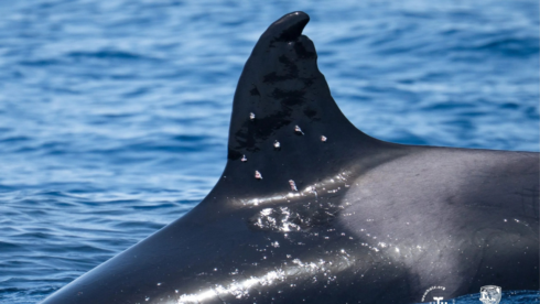 Toñi, the Iberian orca, was found with suspected shotgun pellet wounds in the Strait of Gibraltar in August.