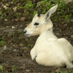 rare-twin-oryx-calves-born-at-terra-natura-murcia-in-huge-conservation-win