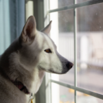 pet-owners-in-spain-urged-to-keep-emergency-card-in-wallet-in-case-of-an-accident