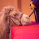 spain-banned-circus-lions-and-tigers,-but-other-animals-are-still-performing