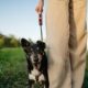 finca-la-castellana-charity-dog-walks