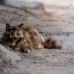 cat-lovers-in-rincon-de-la-victoria