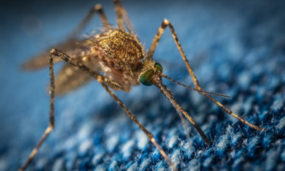 west-nile-virus-claims-fourth-victim-this-year-in-andalucia-after-84-year-old-dies-in-sevilla-–-21-municipalities-remain-on-alert