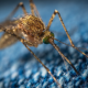 west-nile-virus-claims-fourth-victim-this-year-in-andalucia-after-84-year-old-dies-in-sevilla-–-21-municipalities-remain-on-alert