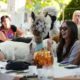 forget-cat-cafes:-serbia-has-an-alpaca-cafe