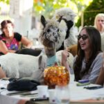forget-cat-cafes:-serbia-has-an-alpaca-cafe