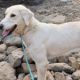 sabinillas-coffee-morning-for-adana-dogs