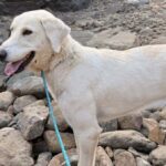 sabinillas-coffee-morning-for-adana-dogs