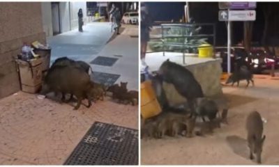 watch:-shock-as-wild-boar-family-descends-on-mijas-with-13-youngsters-in-tow-as-sightings-surge-amid-health-warnings