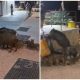 watch:-shock-as-wild-boar-family-descends-on-mijas-with-13-youngsters-in-tow-as-sightings-surge-amid-health-warnings