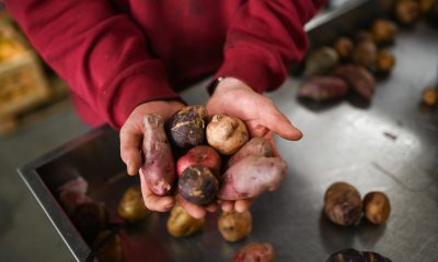 no-small-potatoes:-andean-tubers-rescue-the-economy-of-a-remote-village-in-argentina