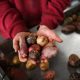 no-small-potatoes:-andean-tubers-rescue-the-economy-of-a-remote-village-in-argentina