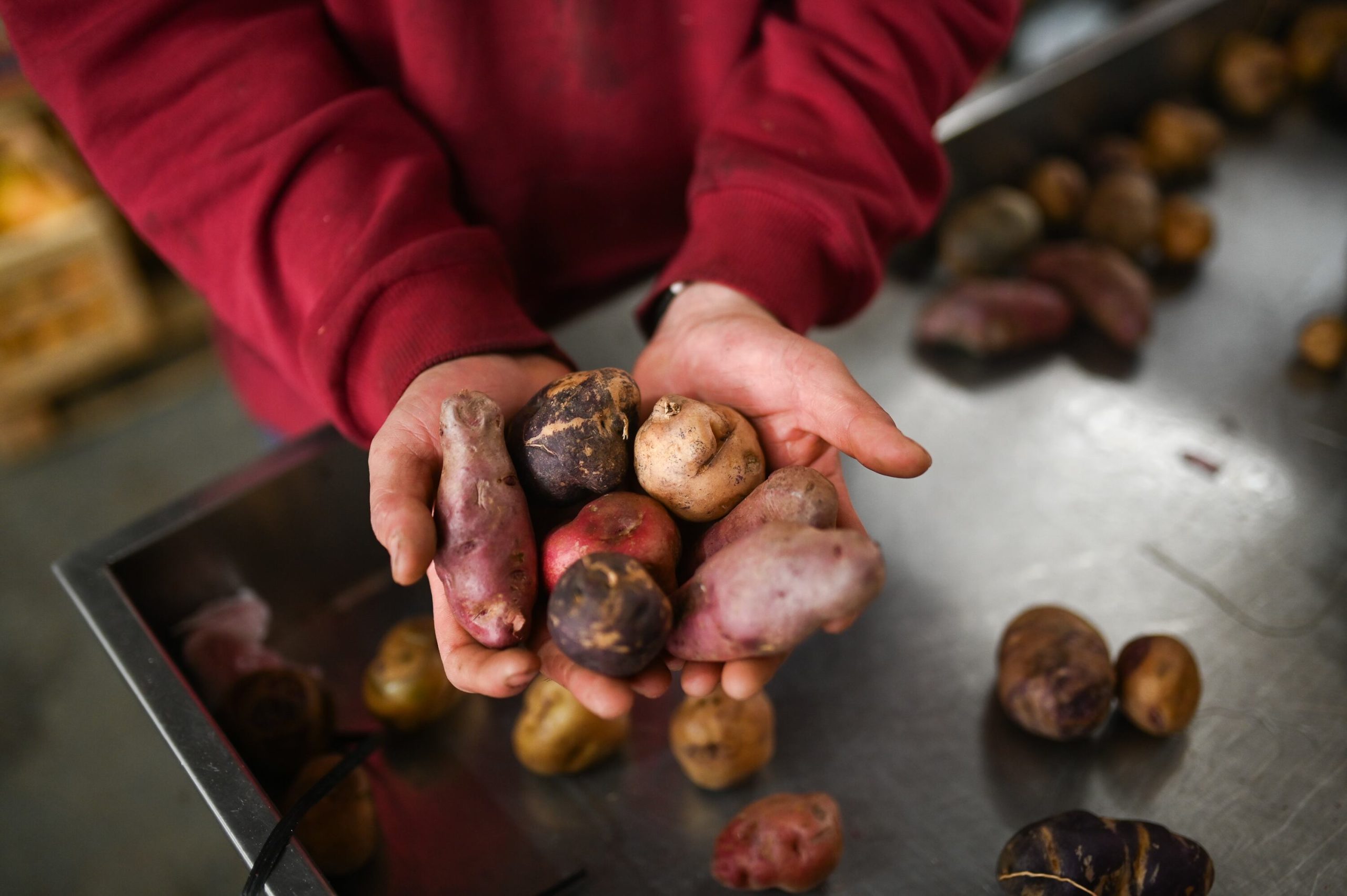 no-small-potatoes:-andean-tubers-rescue-the-economy-of-a-remote-village-in-argentina