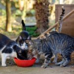 volunteers-urgently-needed-in-quesada