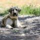 spain’s-pet-owners-face-fines-of-up-to-e200,000-for-animal-welfare-offences