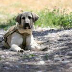 spain’s-pet-owners-face-fines-of-up-to-e200,000-for-animal-welfare-offences