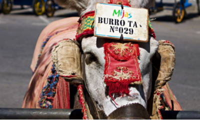 mijas-unveils-‘el-burrito’-retirement-park-to-give-town’s-notorious-donkey-taxis-a-place-to-rest
