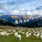 italian-shepherd-disputes-grazing-and-dogs