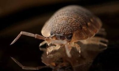 spain’s-pest-of-the-year?-cockroaches-lead,-but-bedbugs-are-the-one-to-watch
