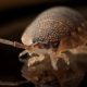 spain’s-pest-of-the-year?-cockroaches-lead,-but-bedbugs-are-the-one-to-watch