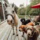 new-pinoso-animal-sanctuary