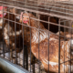 ‘farm-of-horrors’:-rotting-hens-and-cockroaches-filmed-at-mallorca-egg-farm