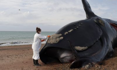 scientists-alarmed-by-dozens-of-whale-deaths-along-argentina’s-coast