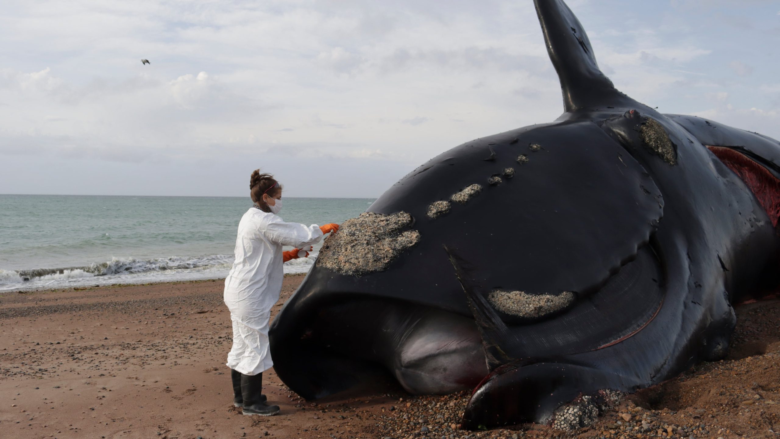 scientists-alarmed-by-dozens-of-whale-deaths-along-argentina’s-coast