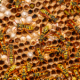 man-killed-in-wasp-attack-while-working-on-forest-track-in-northern-spain
