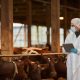 muere-en-francia-un-hombre-infectado-por-el-virus-shamonda-en-el-primer-caso-conocido-en-un-ser-humano