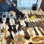 24-parrot-eggs-hidden-in-woman’s-bra-and-two-are-arrested-in-gran-canaria