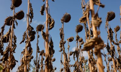 autopsia-del-verano-mas-mortifero-en-europa:-50.000-fallecidos-por-calor