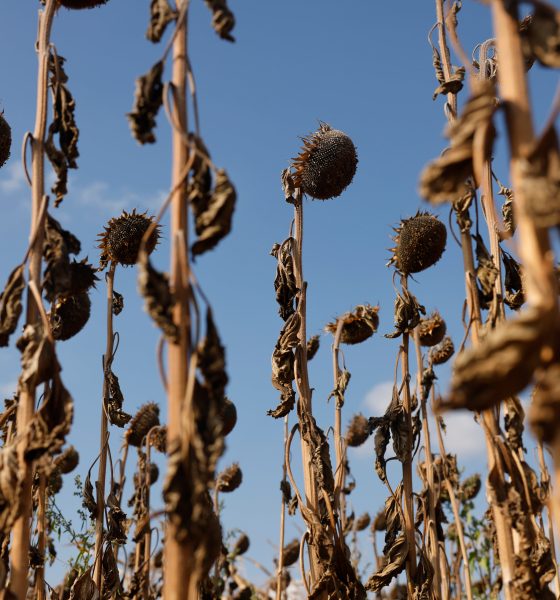 autopsia-del-verano-mas-mortifero-en-europa:-50.000-fallecidos-por-calor