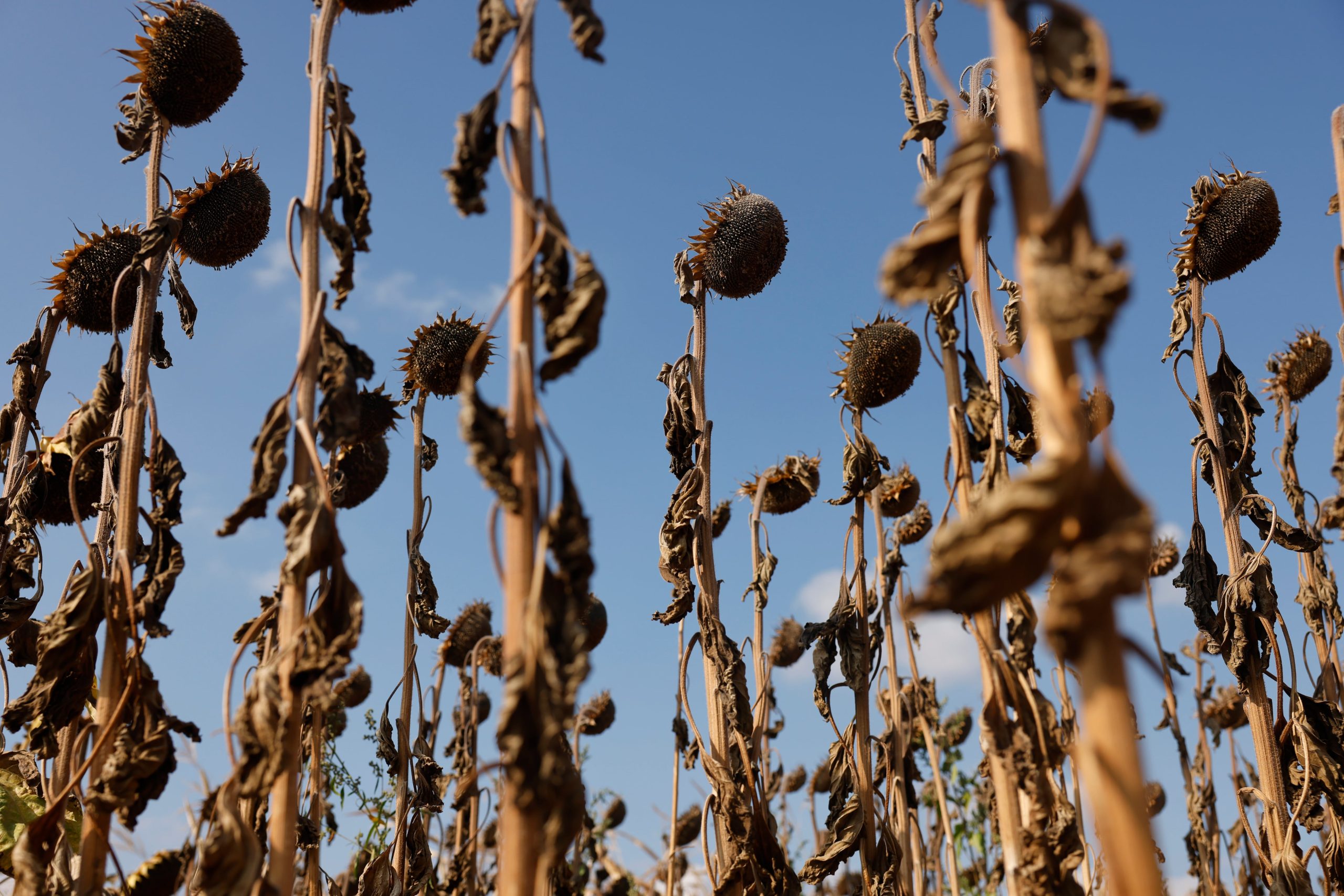 autopsia-del-verano-mas-mortifero-en-europa:-50.000-fallecidos-por-calor