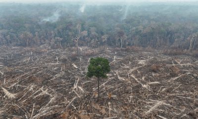 the-amazon-at-a-crossroads:-brazilians’-vote-also-decides-the-rainforest’s-future