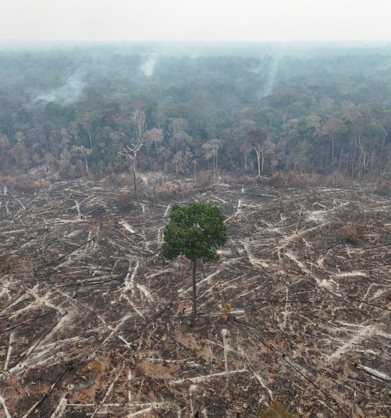 the-amazon-at-a-crossroads:-brazilians’-vote-also-decides-the-rainforest’s-future
