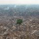 the-amazon-at-a-crossroads:-brazilians’-vote-also-decides-the-rainforest’s-future