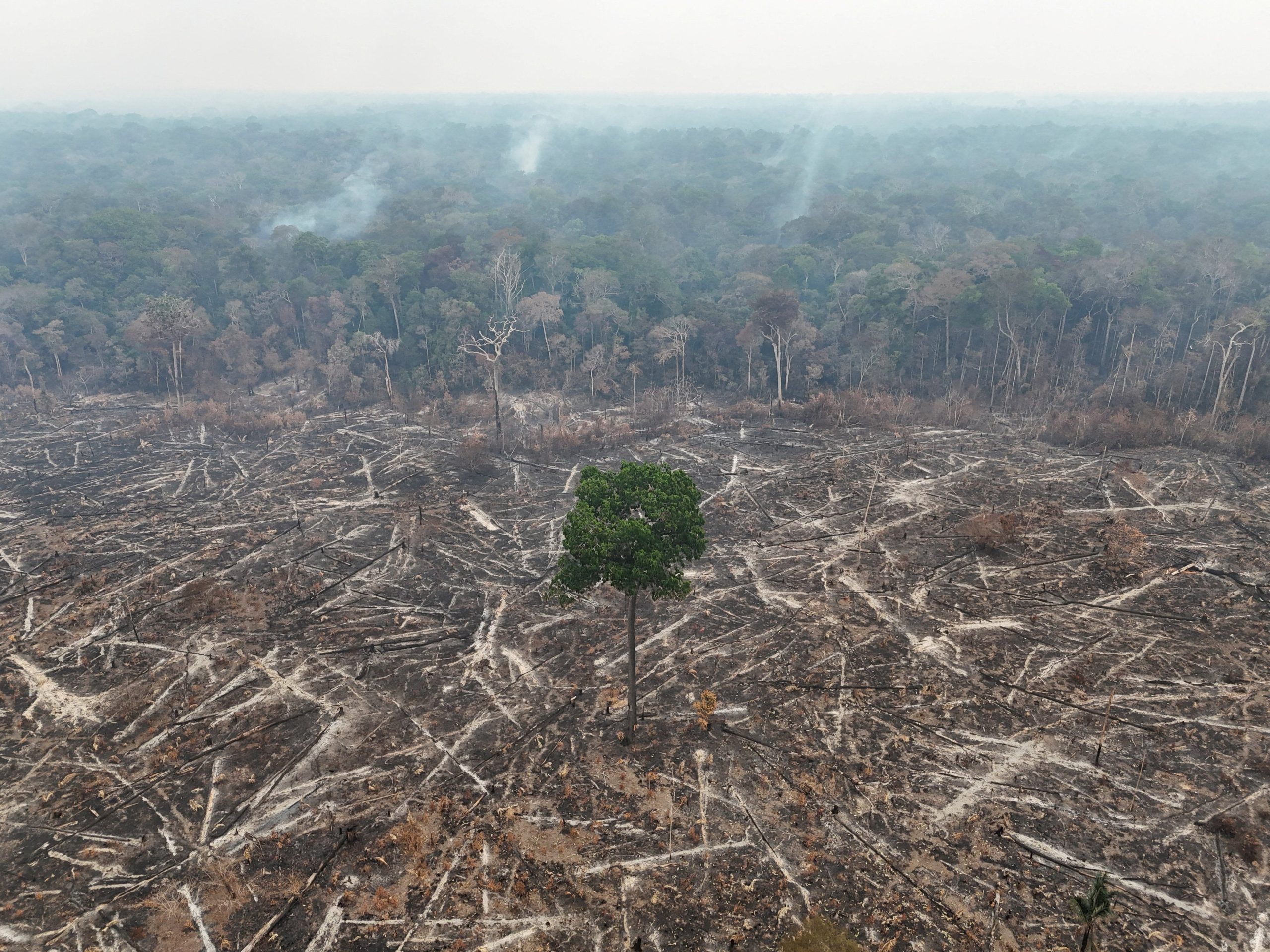 the-amazon-at-a-crossroads:-brazilians’-vote-also-decides-the-rainforest’s-future