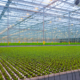 german-supermarket-grows-900,000-salads-a-year-on-its-own-rooftop