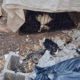 animal-cruelty-shock:-61-dogs-and-cats-rescued