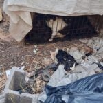 animal-cruelty-shock:-61-dogs-and-cats-rescued