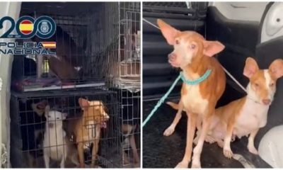 watch:-woman-arrested-after-police-rescue-61-cats-and-dogs-from-‘appalling’-conditions-in-her-velez-malaga-home