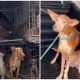 watch:-woman-arrested-after-police-rescue-61-cats-and-dogs-from-‘appalling’-conditions-in-her-velez-malaga-home