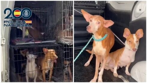 watch:-woman-arrested-after-police-rescue-61-cats-and-dogs-from-‘appalling’-conditions-in-her-velez-malaga-home